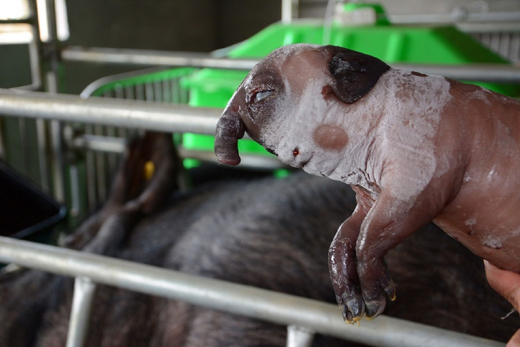 Pig